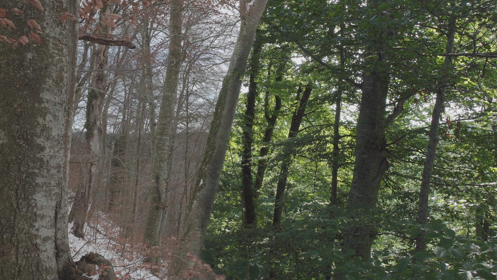 自然就樹美 The Hidden Life of Trees