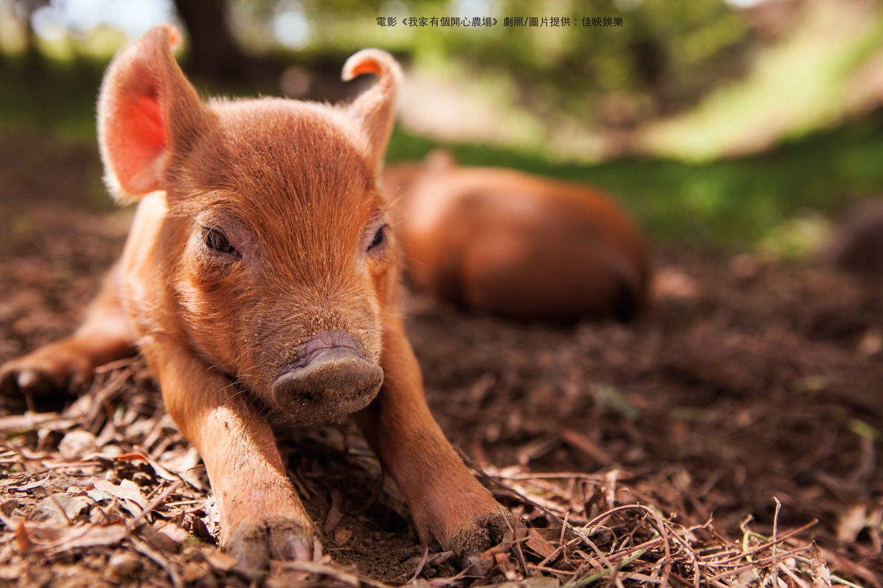 我家有個開心農場 The Biggest Little Farm