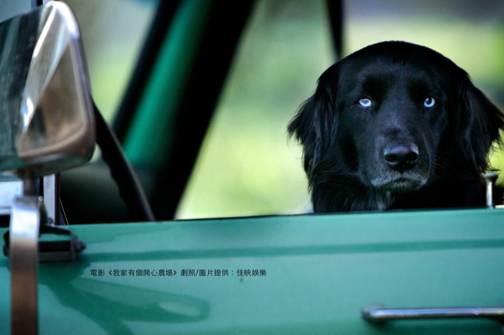 我家有個開心農場 The Biggest Little Farm