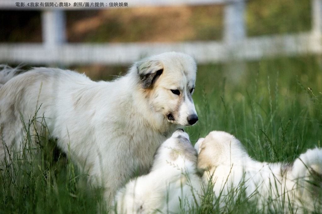 我家有個開心農場 The Biggest Little Farm
