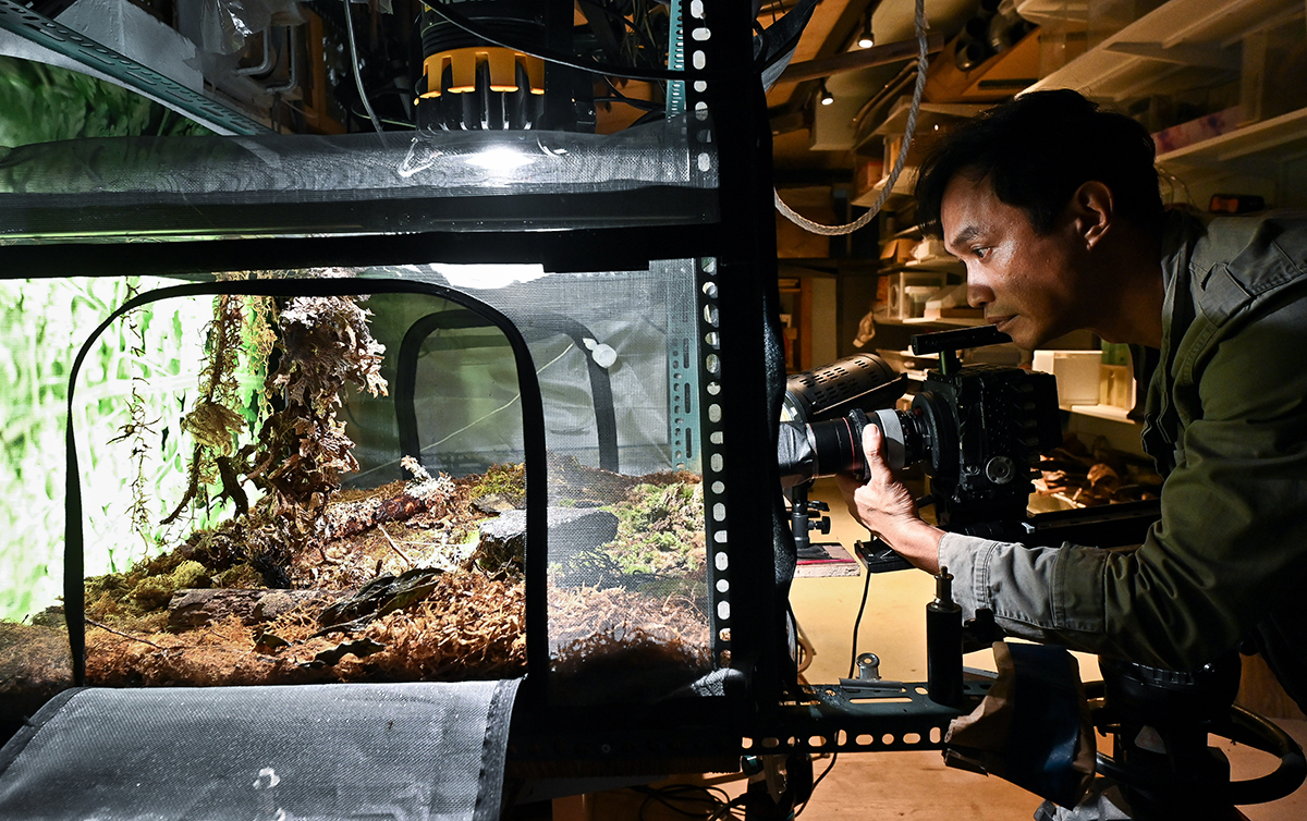 消失的紫斑蝶 Lost Butterfly