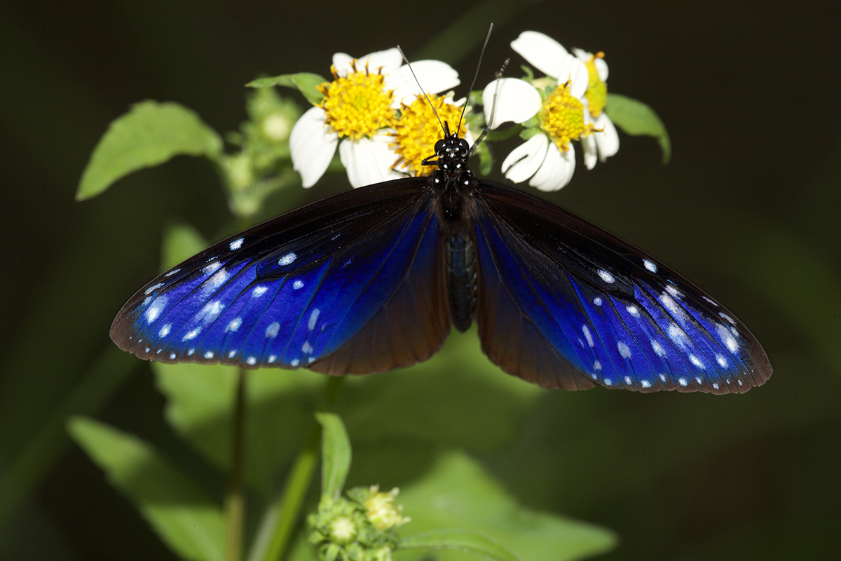 消失的紫斑蝶 Lost Butterfly