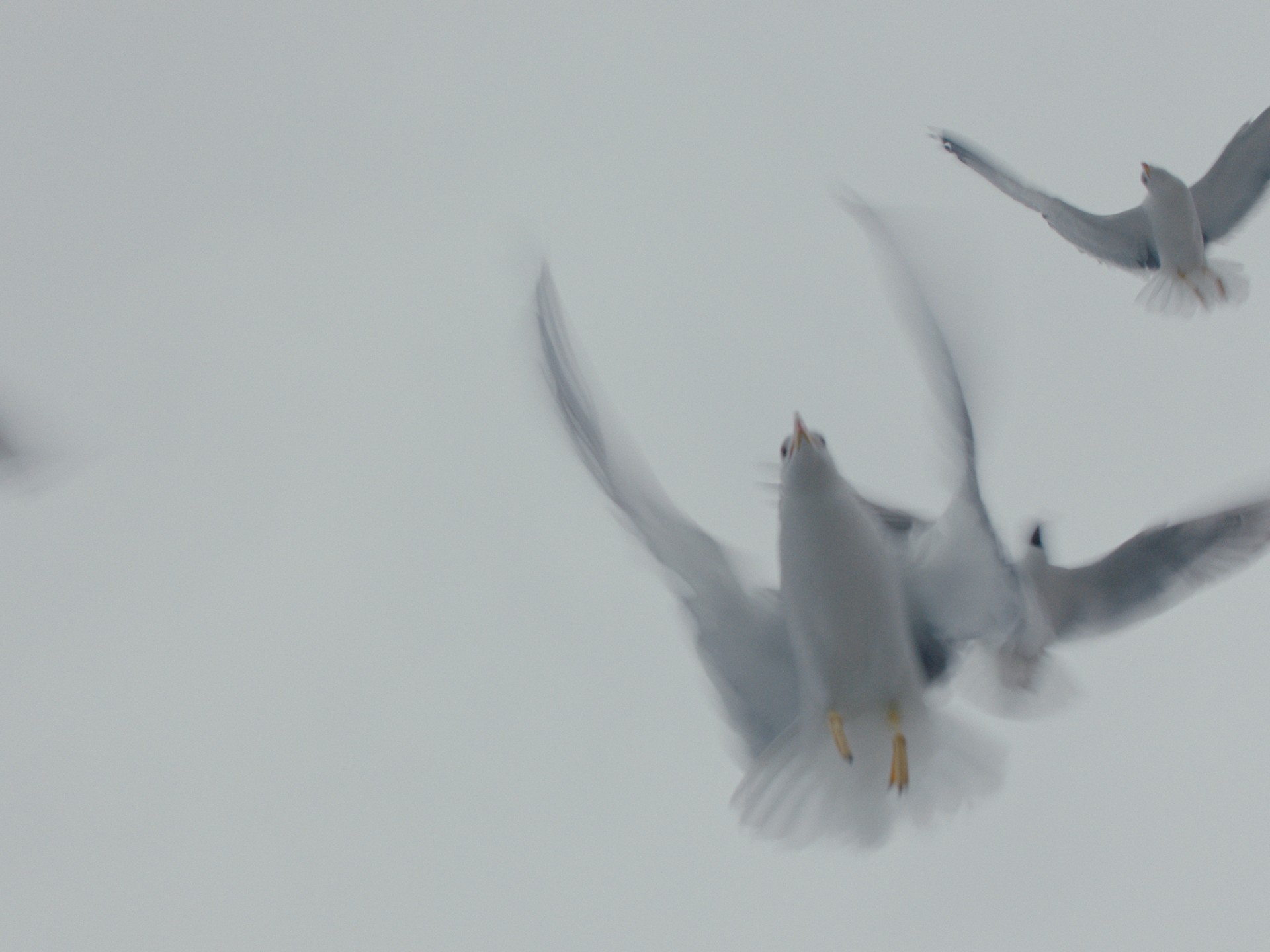 雄影國際短片競賽：國際組 F