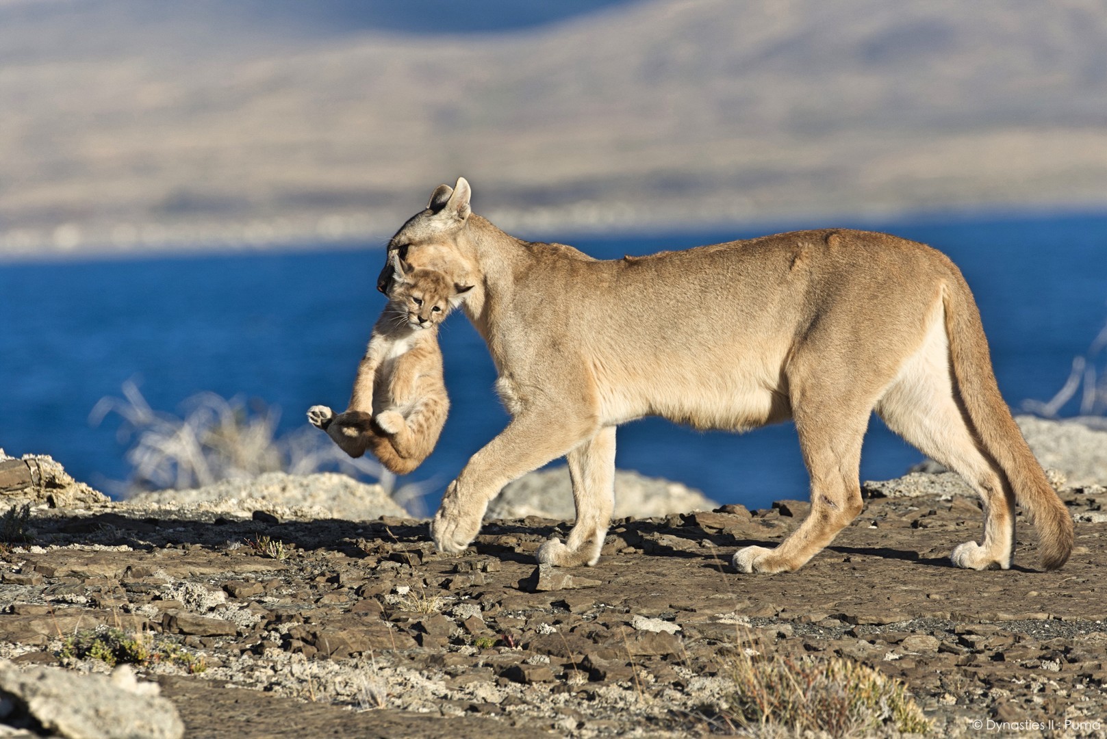 美洲獅王朝 Dynasties II: Puma