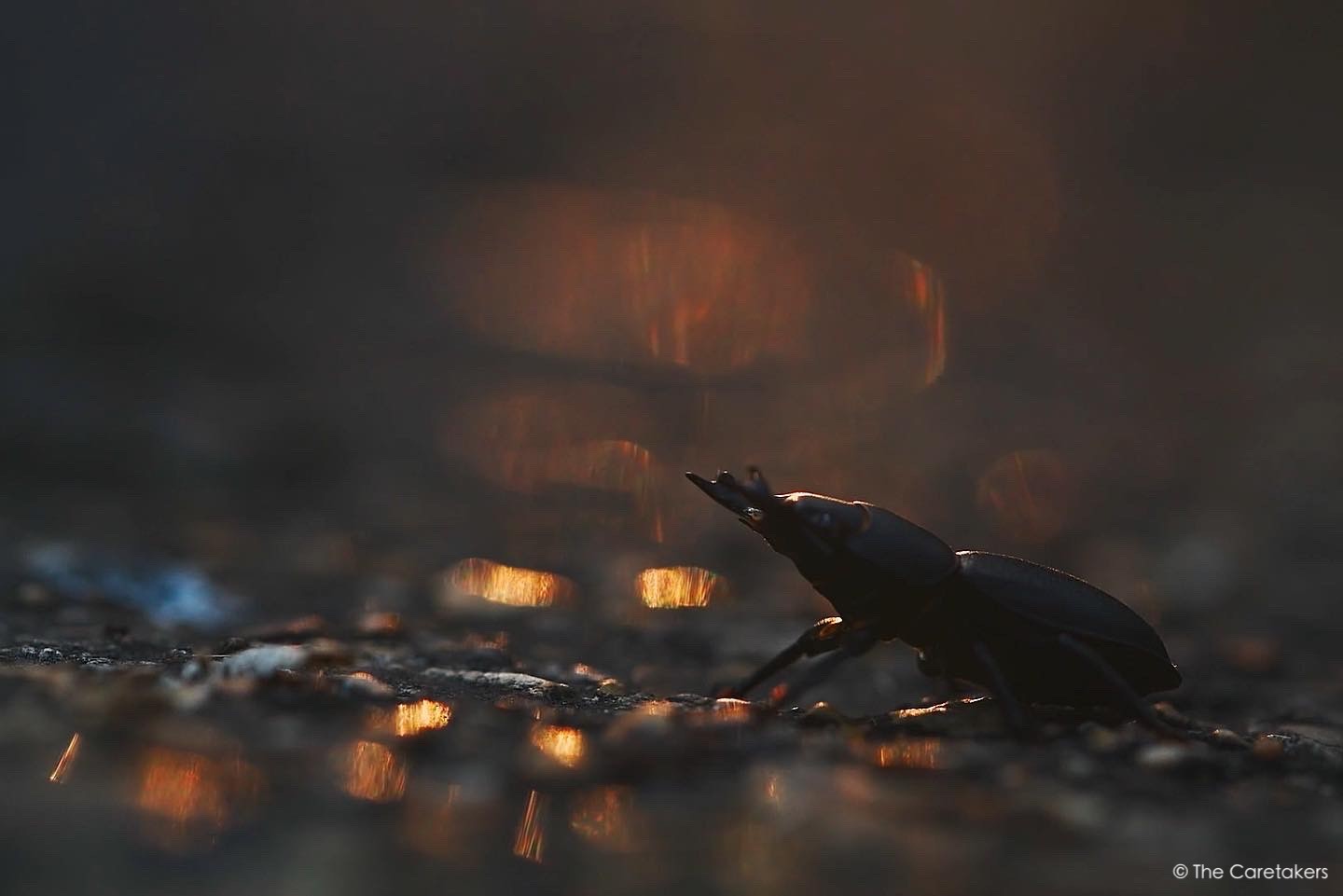 救蛇繩梯 +甲蟲守護者  +雙重母親喬伊