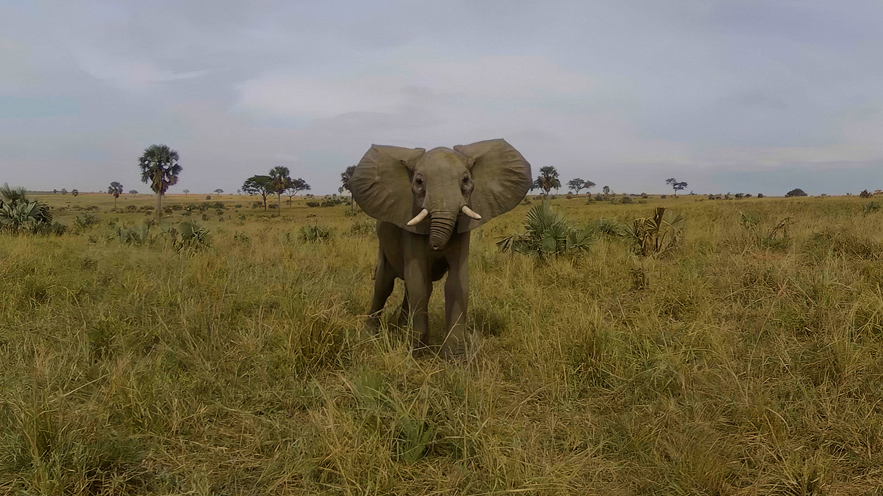 探險野性非洲_劇照