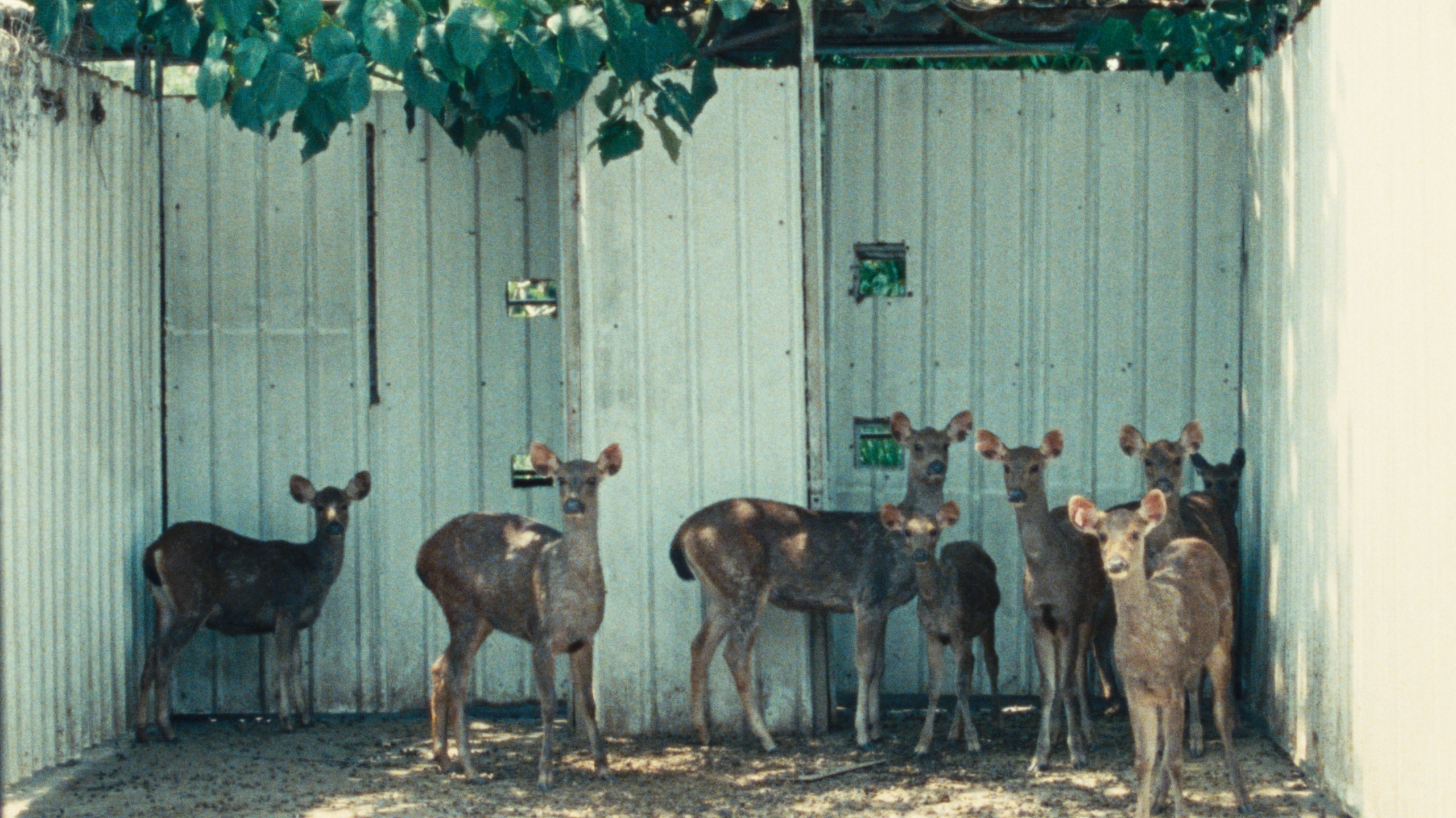 雄影國際短片競賽：臺灣組 C KFF International Short Film Competition: International Shorts C