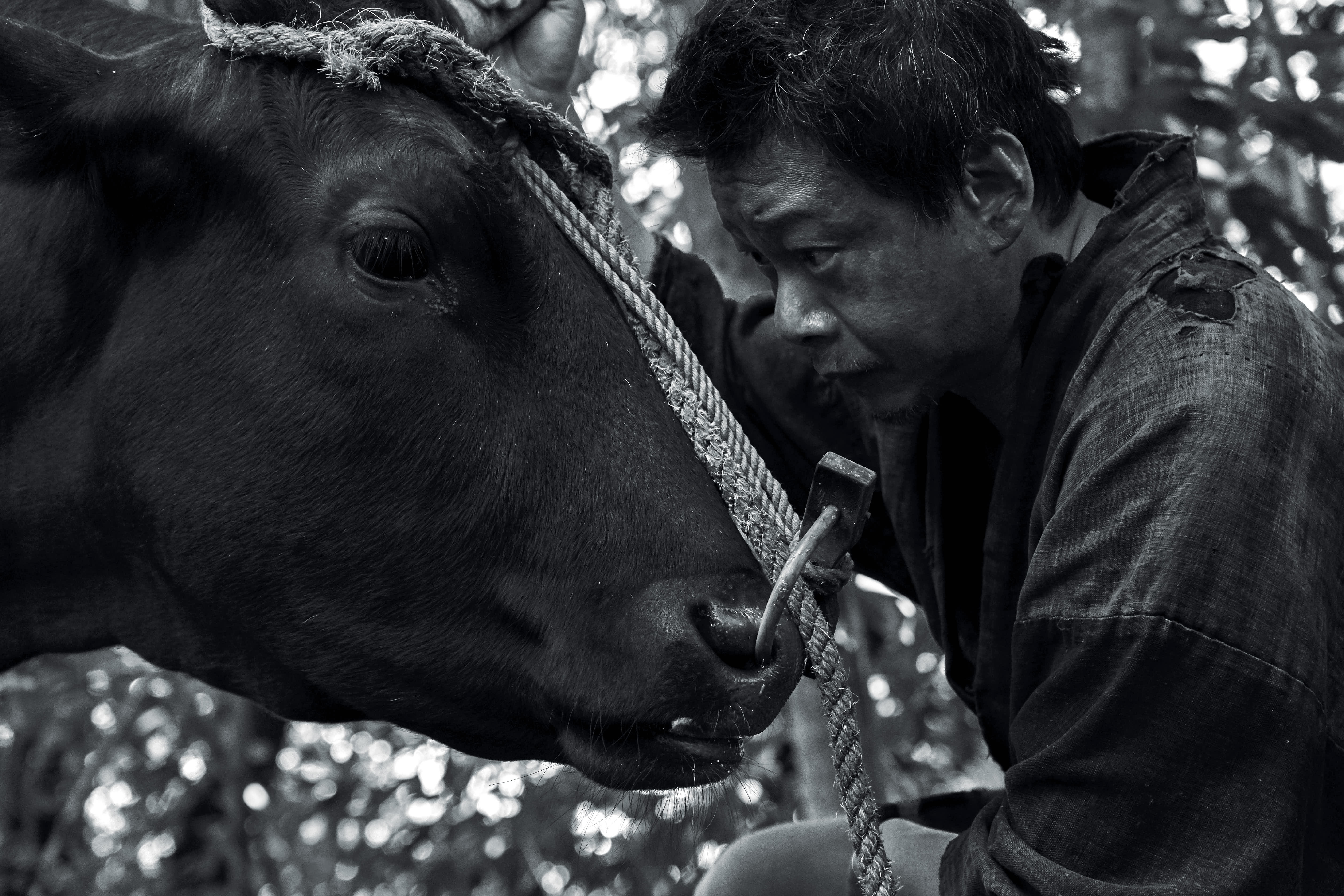 黑之牛 Black Ox