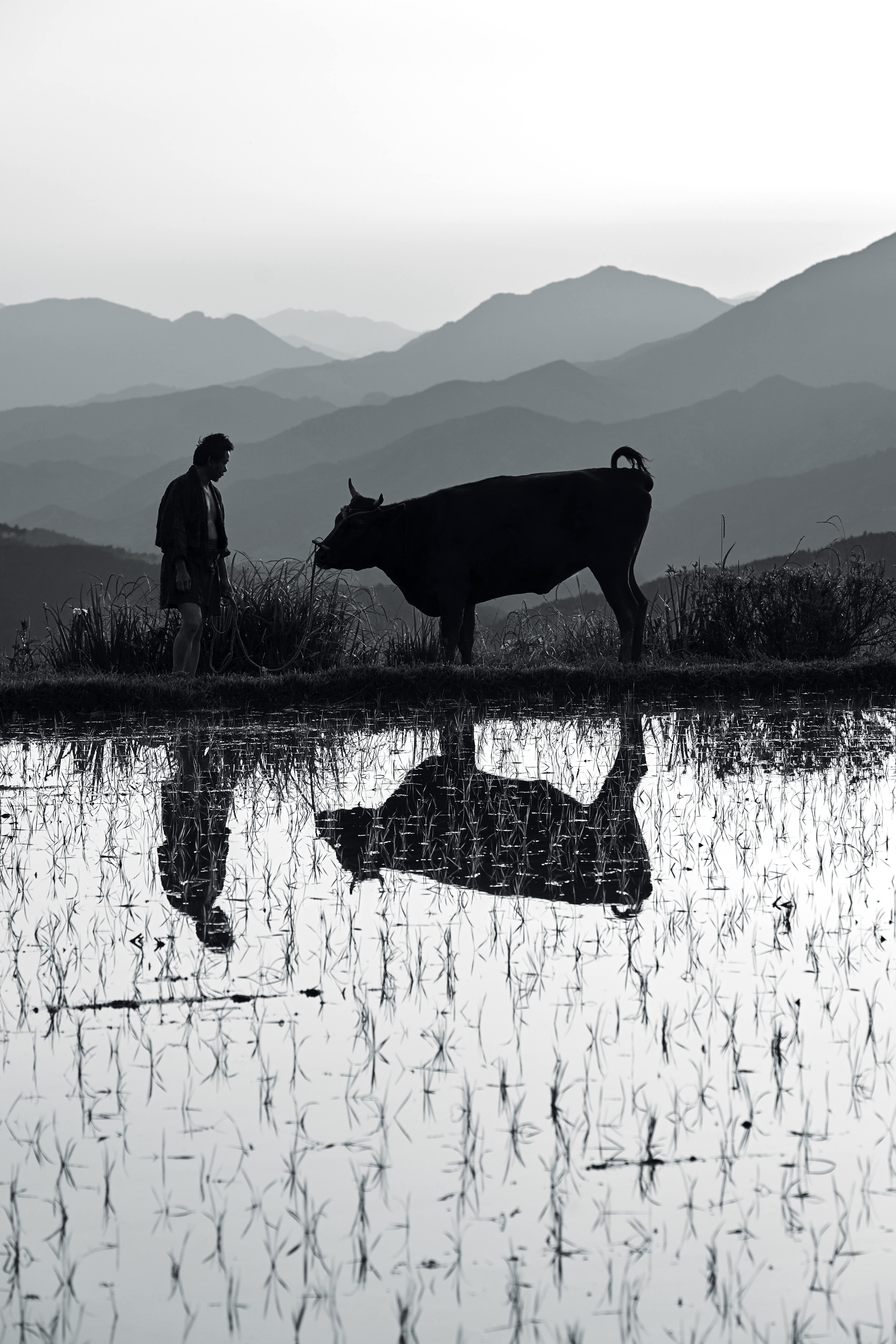 黑之牛 Black Ox