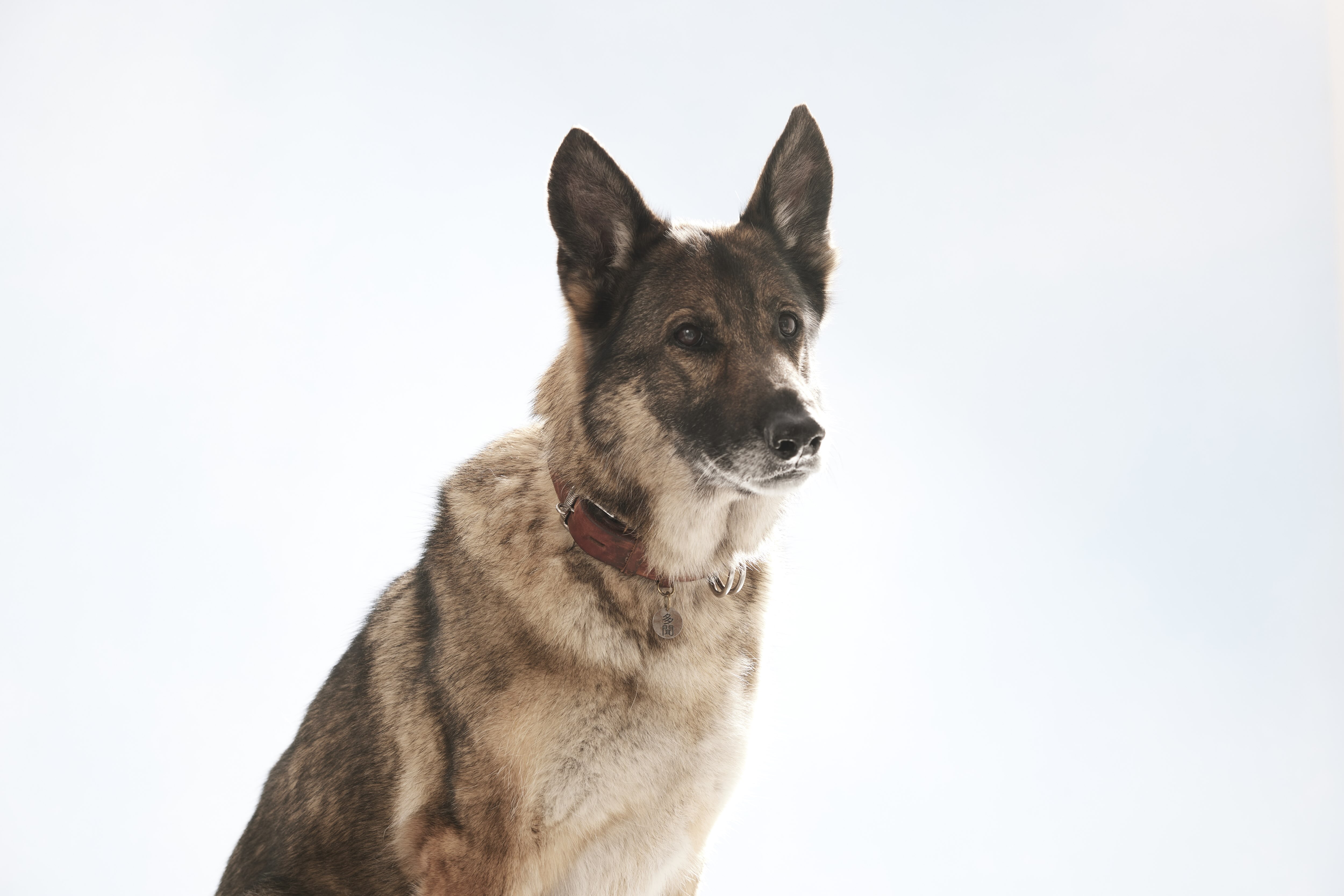 少年與狗 The Boy And The Dog