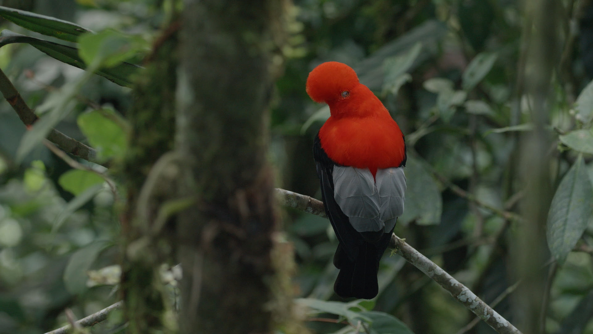 我在荒野做了一場夢 Seven Ages Of A Man