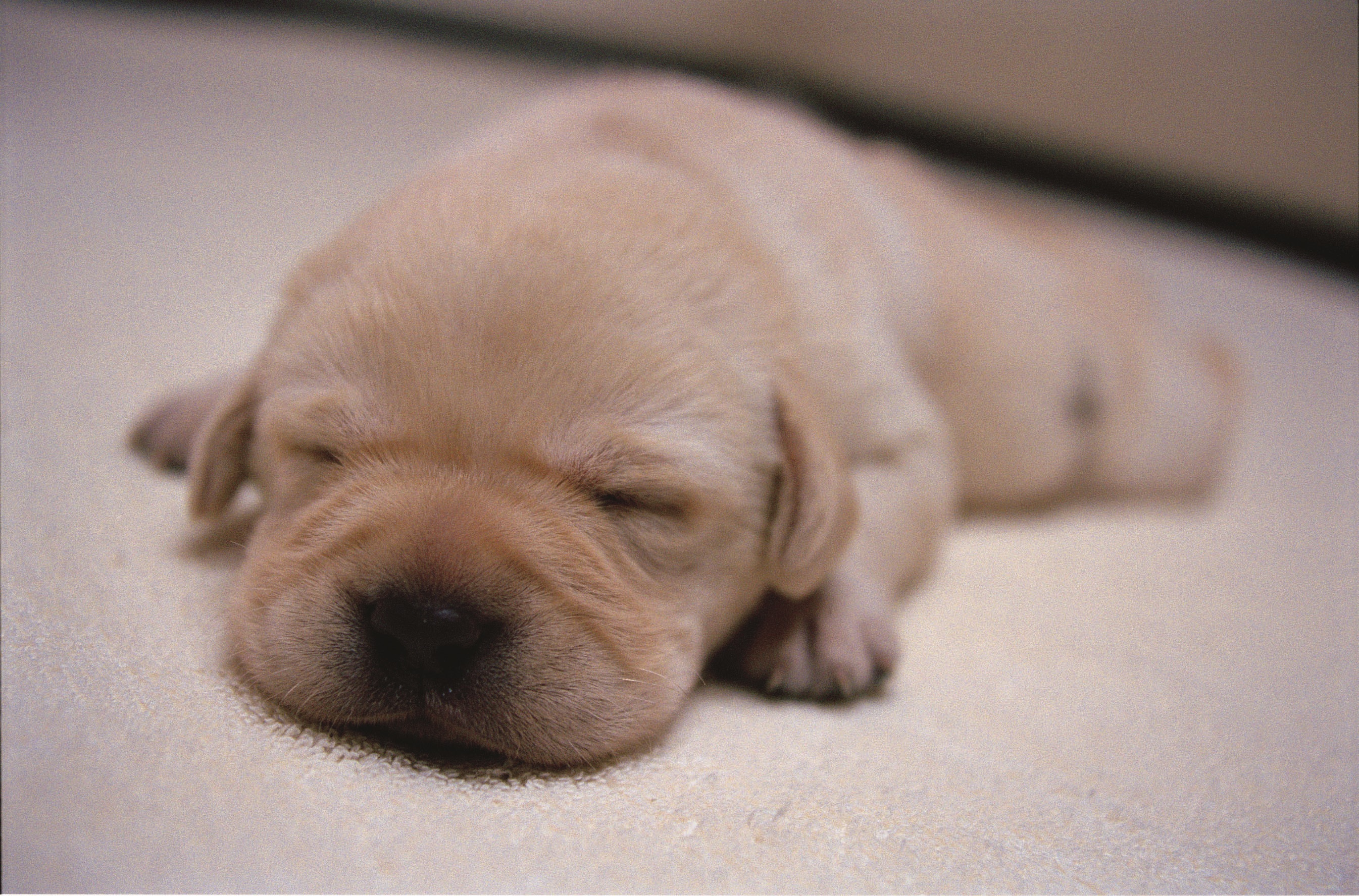 再見了，可魯：數位經典重映 Quill: The Life of a Guide Dog