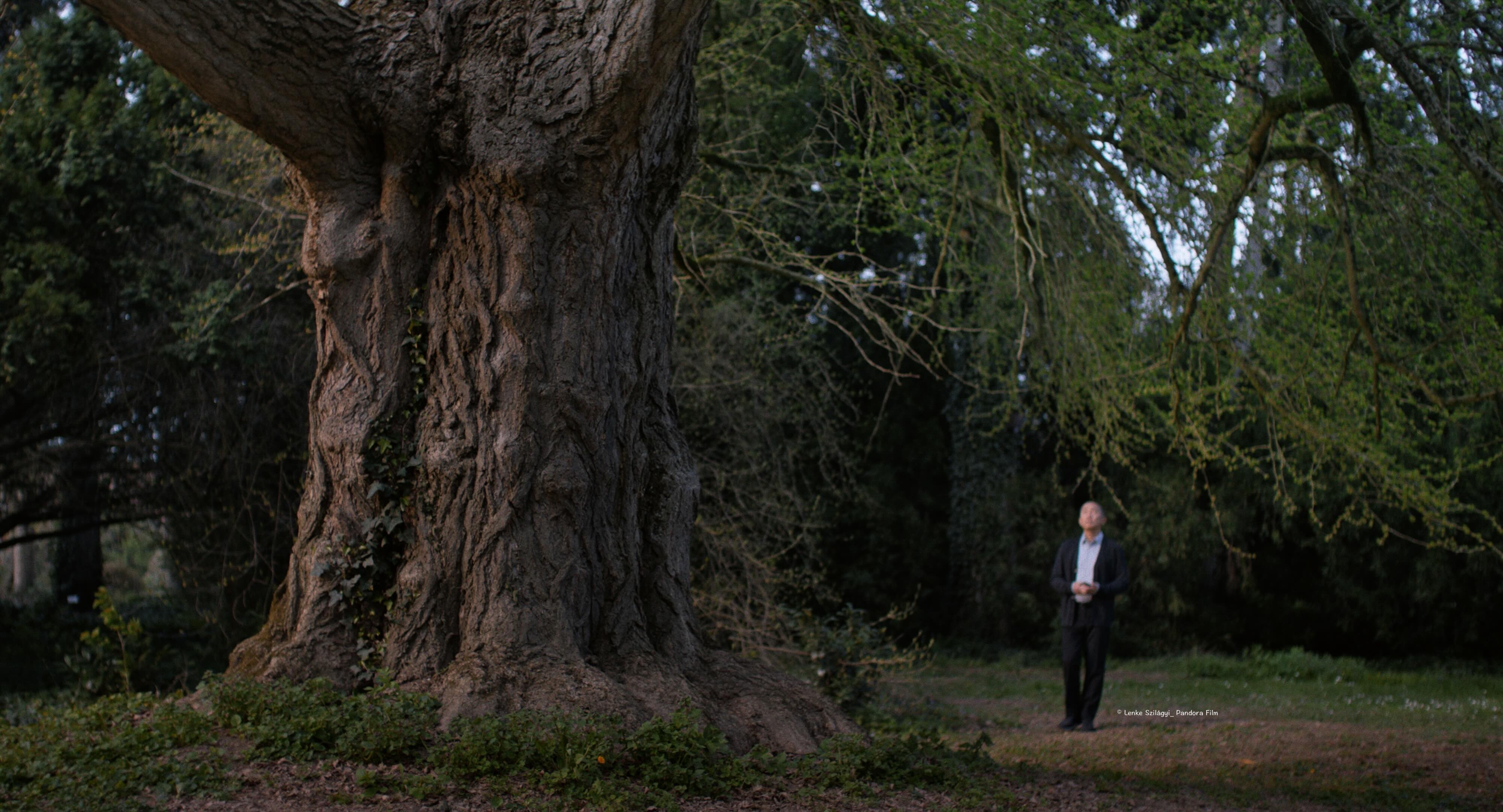 你是不會當樹嗎 Silent Friend
