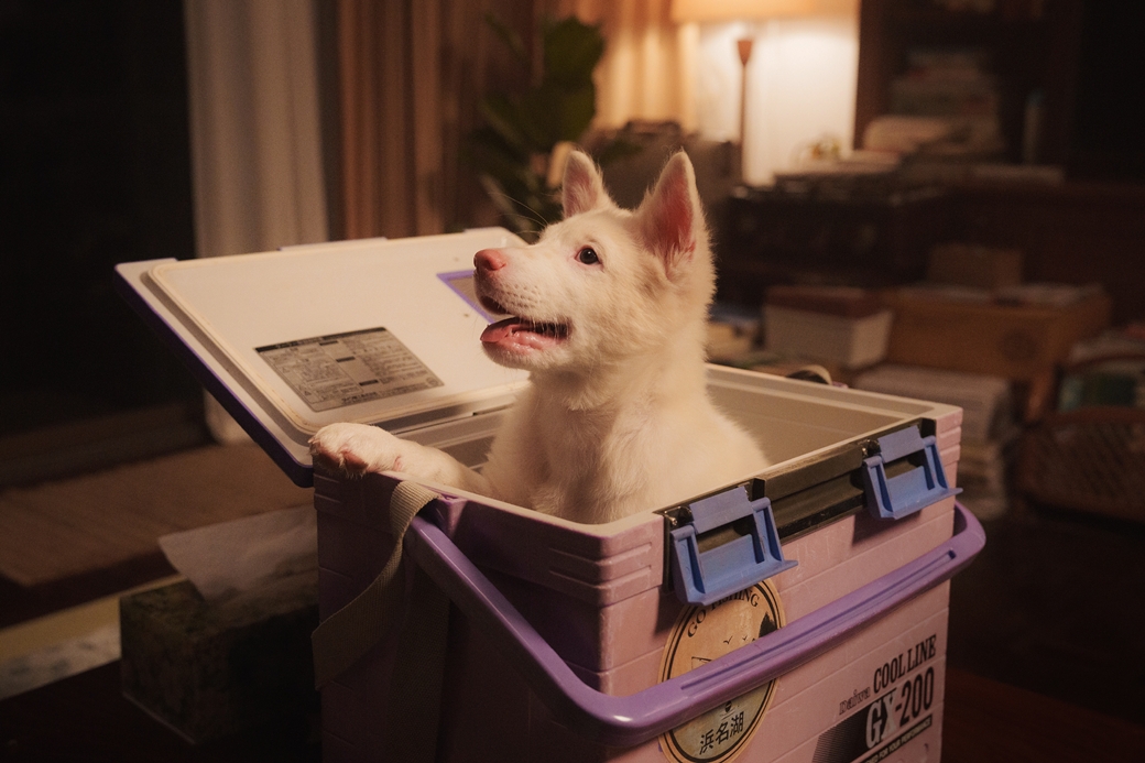 伴我一生，感謝你 Gohan